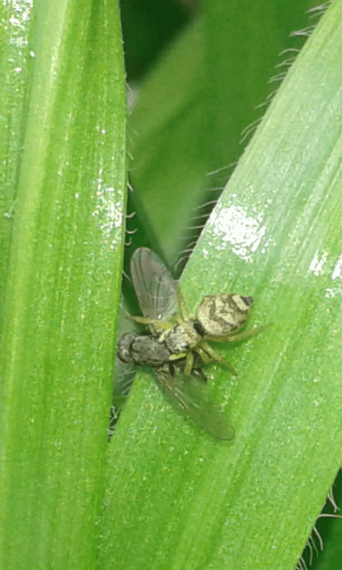 Salticidae : Heliophanus tribulosus? S�, giovane